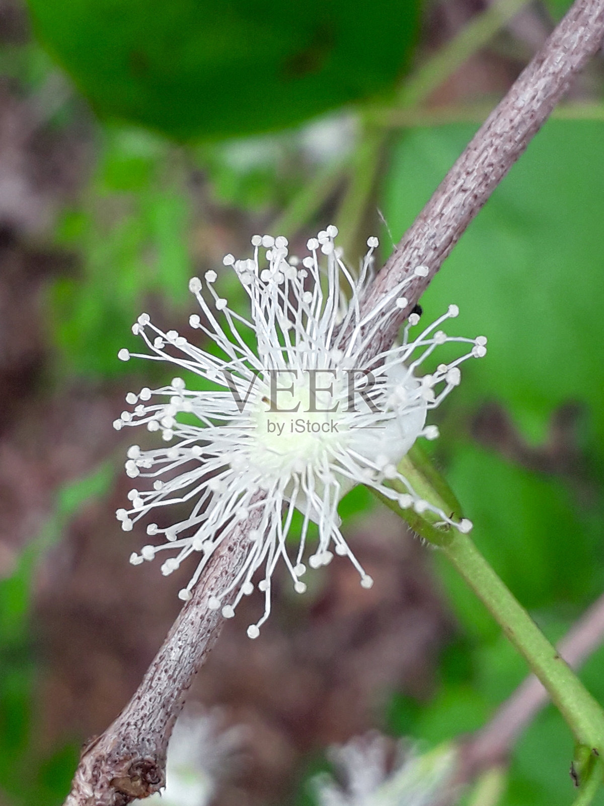 柬埔寨:桃金娘照片摄影图片