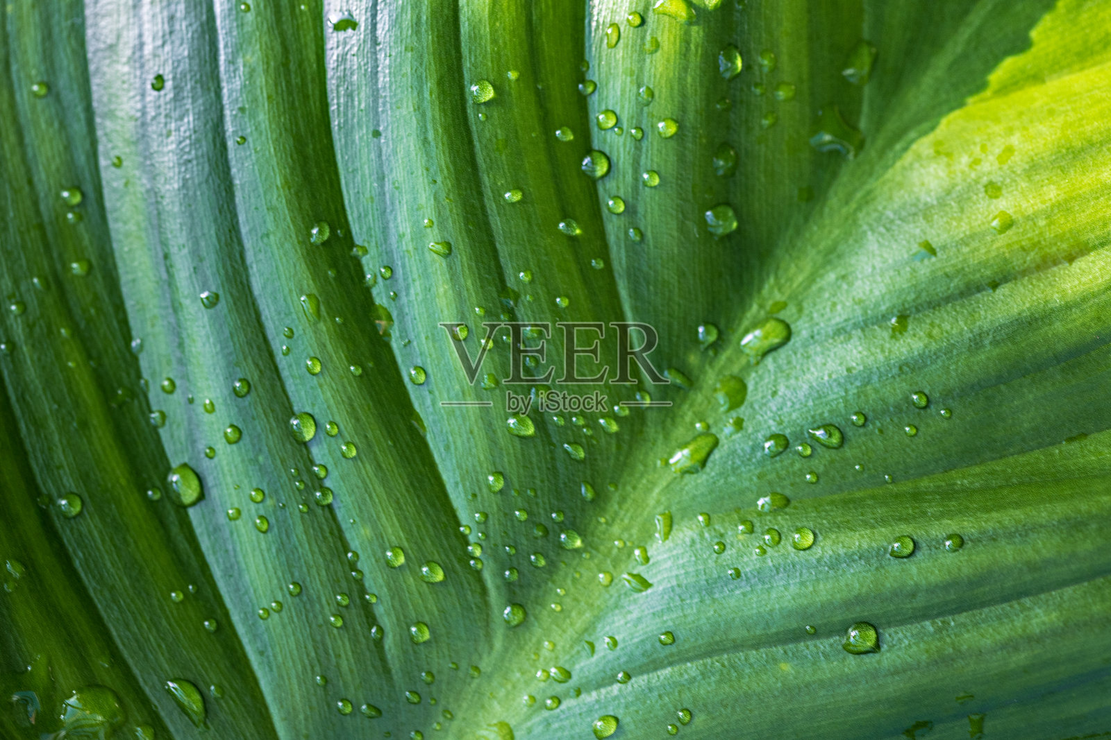 绿叶特写照片摄影图片