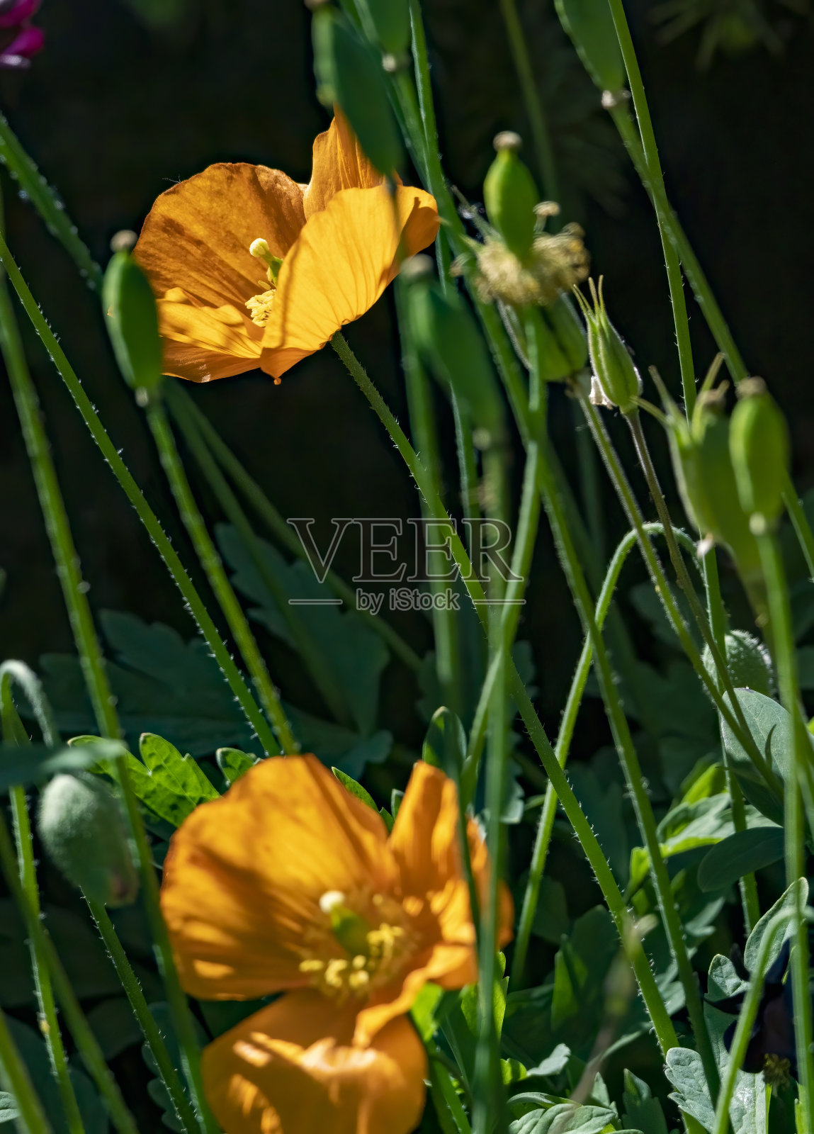 加州橙罂粟照片摄影图片