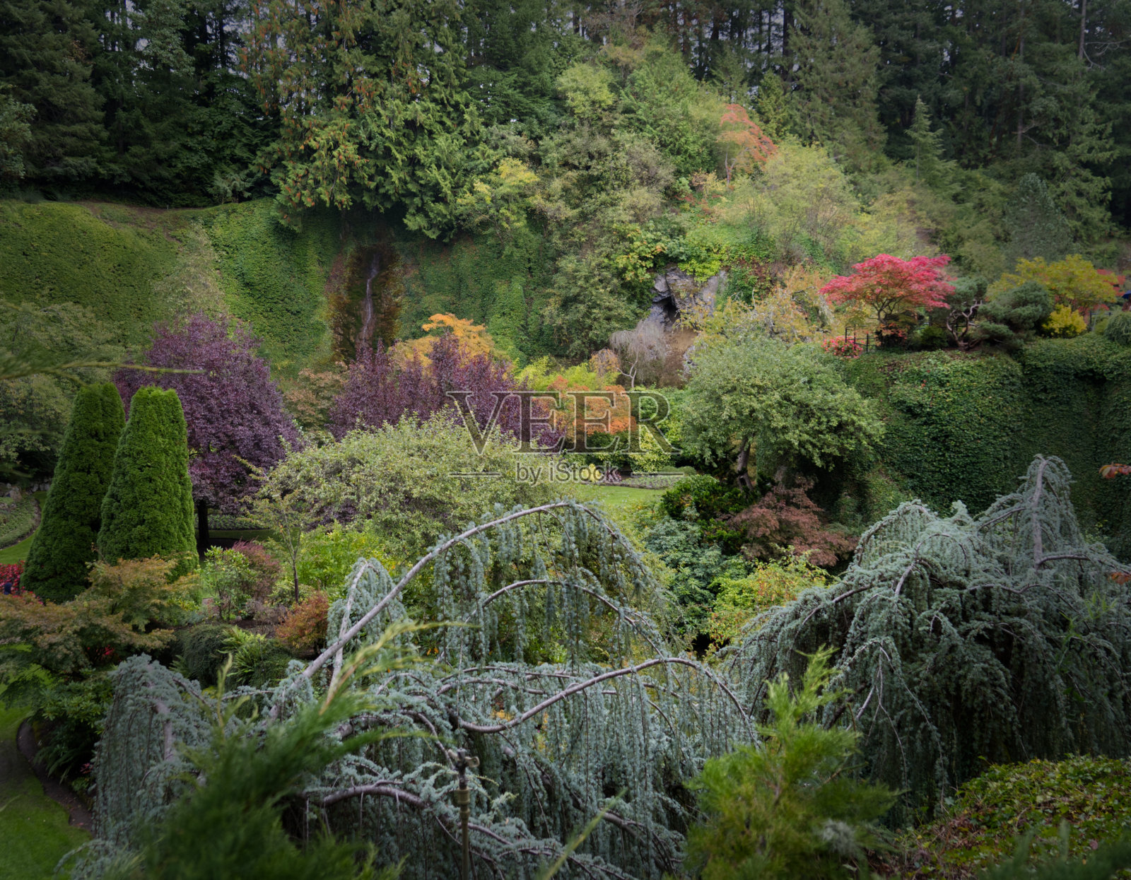 温哥华的雨天花园照片摄影图片