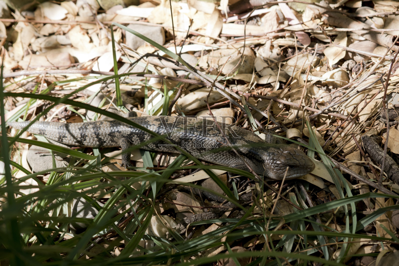 蓝舌蜥蜴是灰黑相间的照片摄影图片