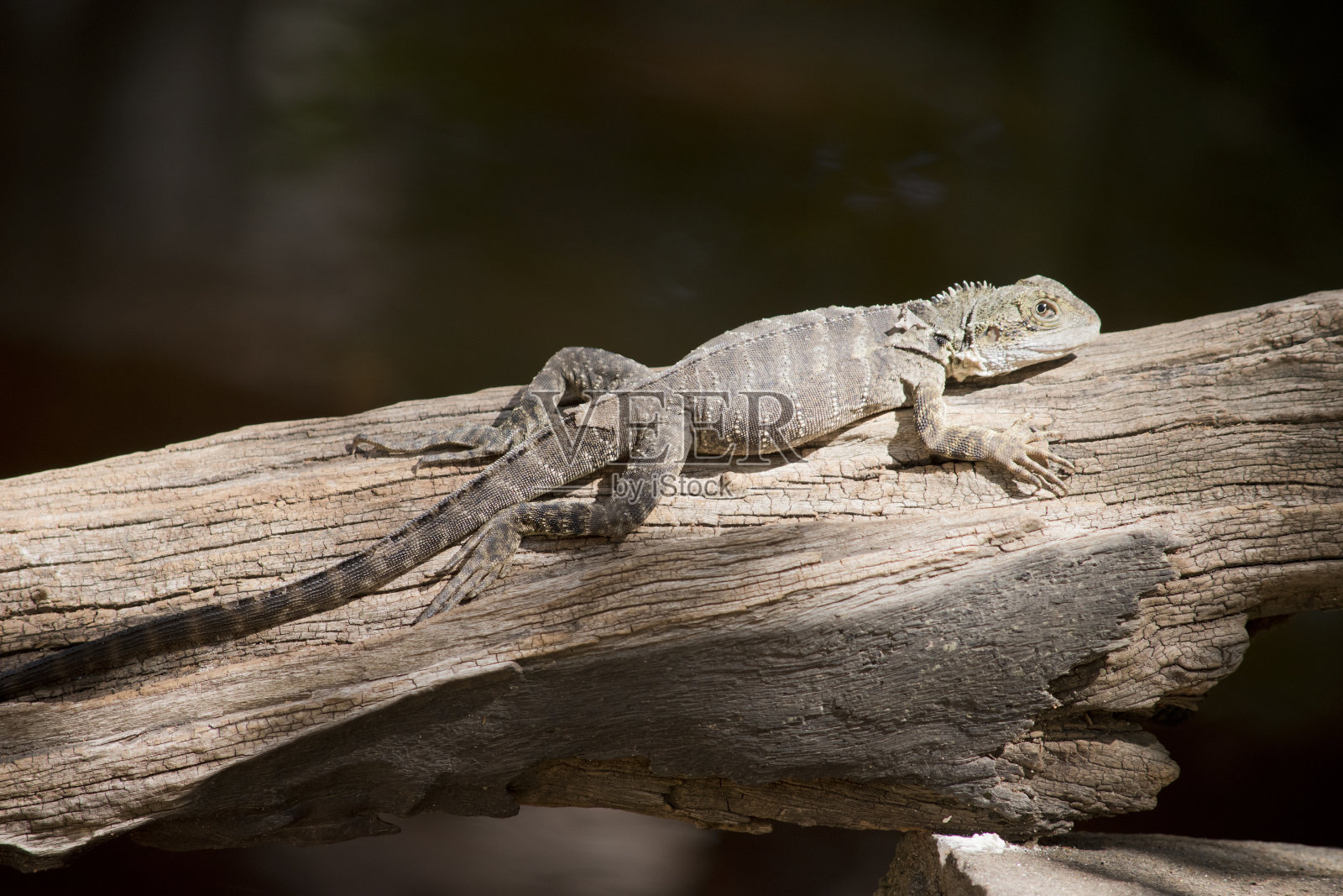 这是水龙蜥蜴的侧面图照片摄影图片