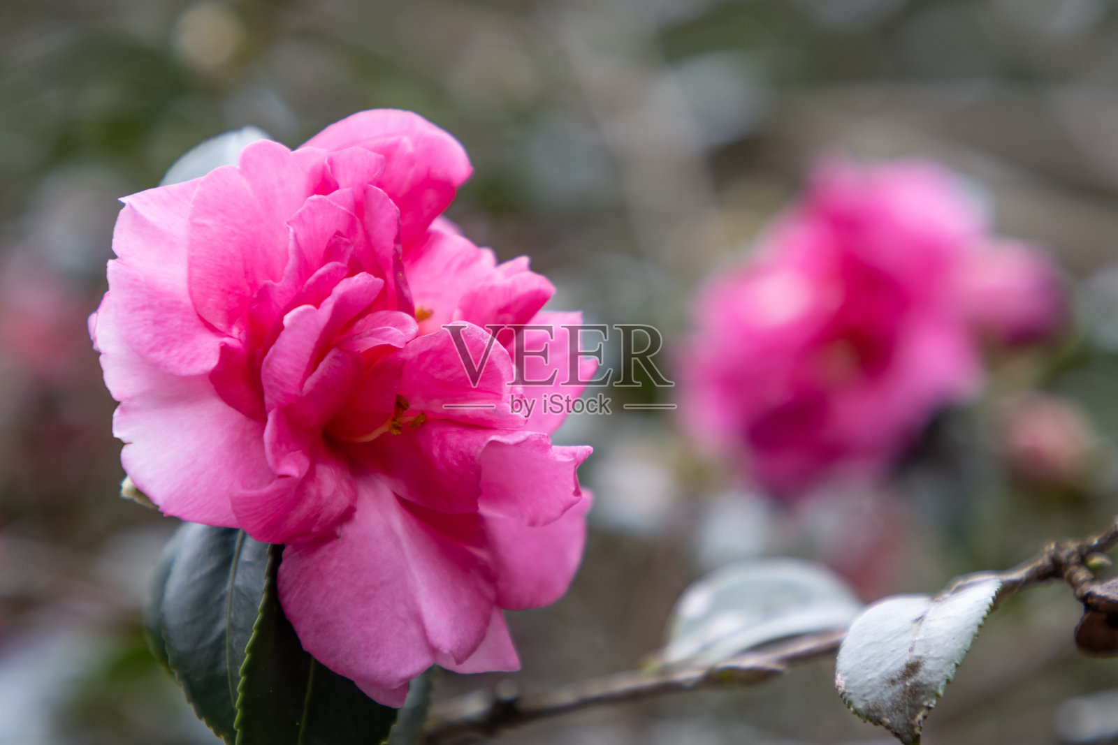 粉红树在寒冷的冬天生长和开花照片摄影图片