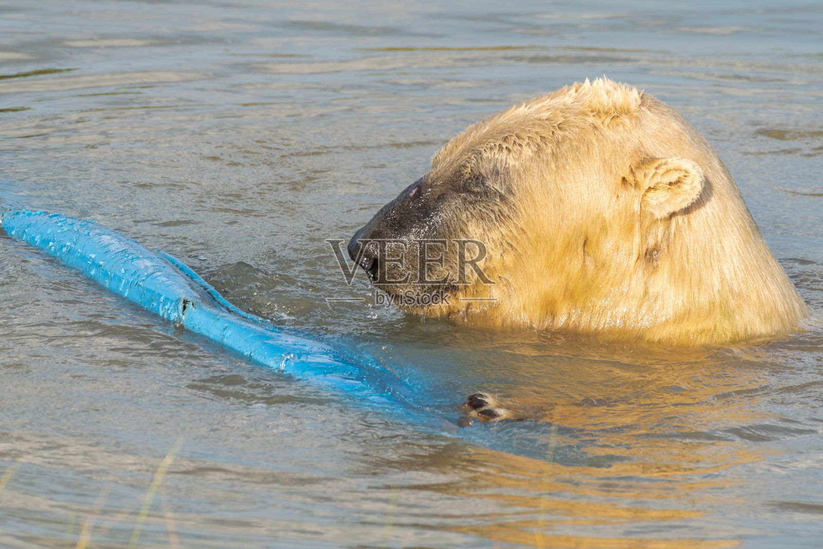 小北极熊在水里玩耍照片摄影图片