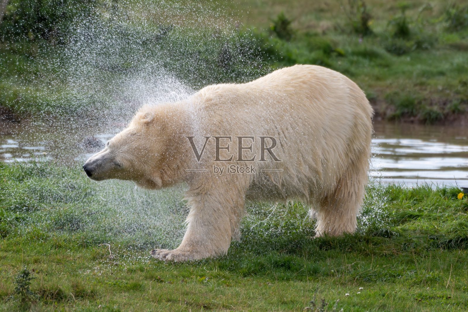 小北极熊在抖水照片摄影图片