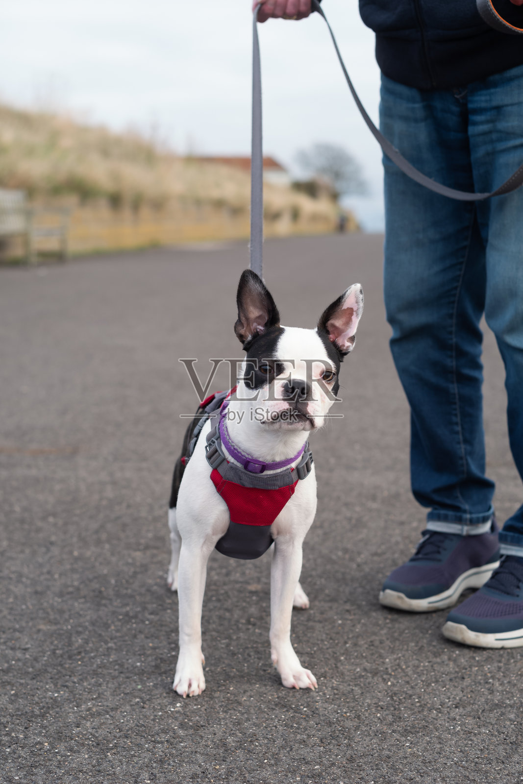 白脸的波士顿梗小狗，带着挽具。她站在那里，被一个穿着牛仔裤的男人抱着。他们在外面的柏油路上照片摄影图片