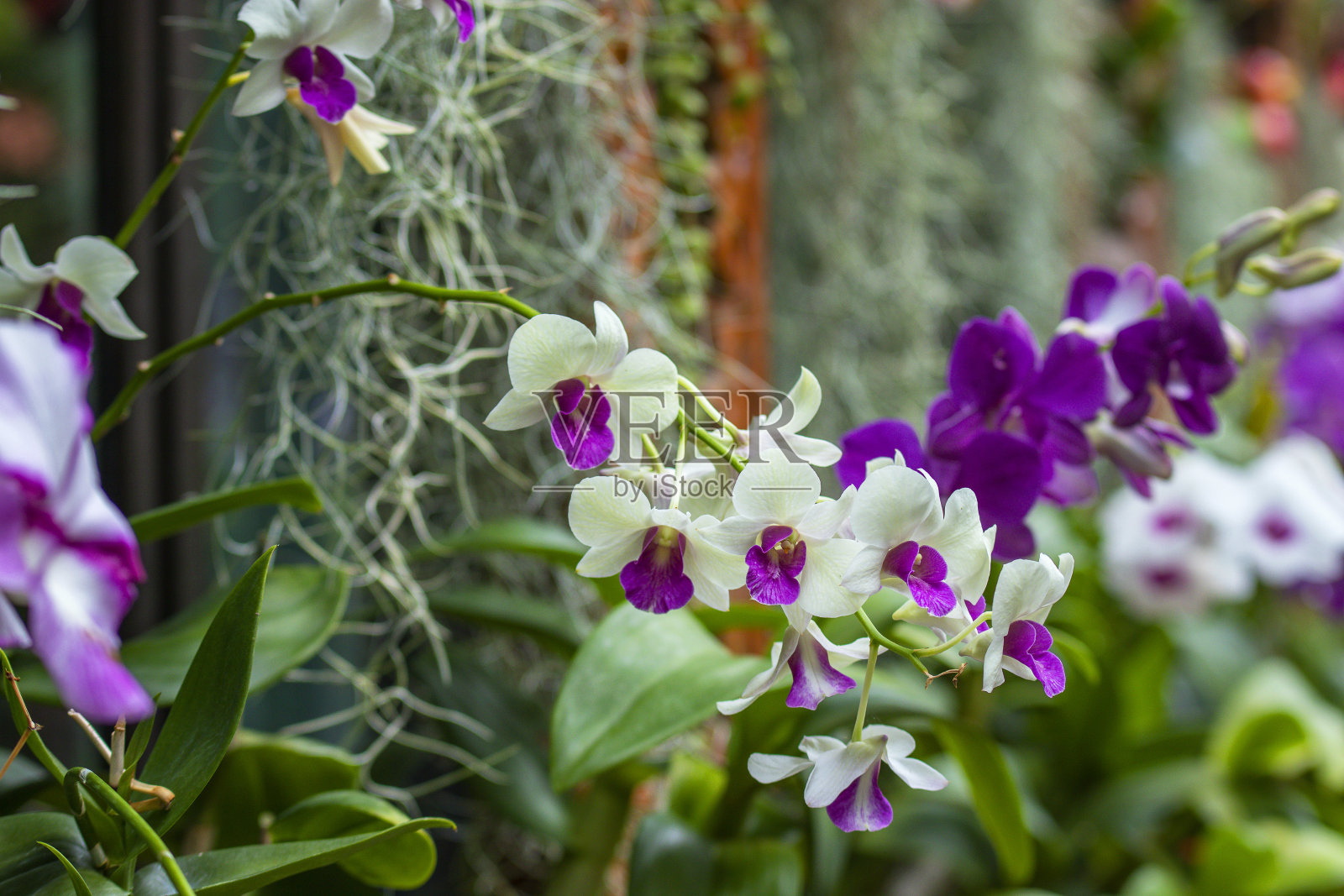 花园里盛开的兰花照片摄影图片