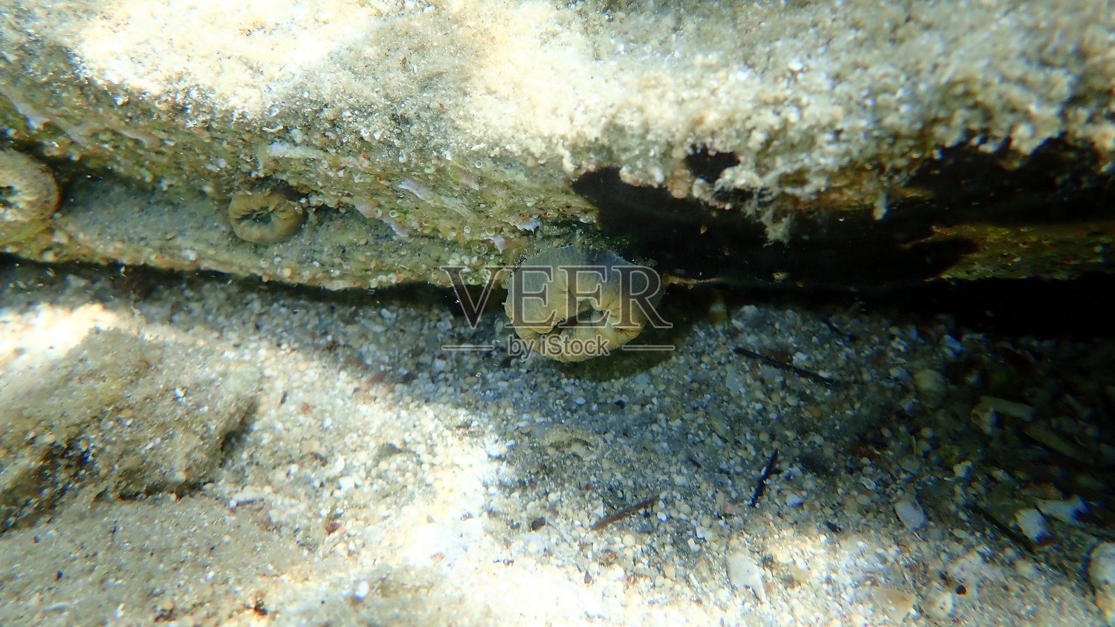 猩红色珊瑚或猪齿珊瑚，海底的欧洲星形珊瑚(盔珊瑚属)照片摄影图片