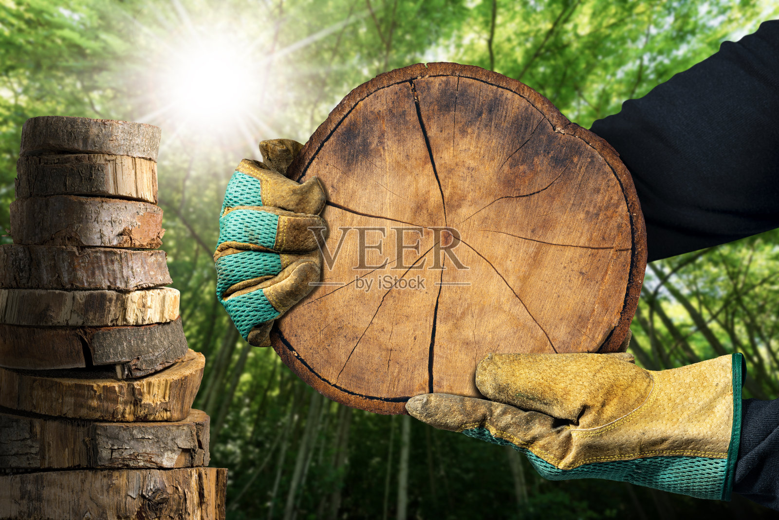 戴着手套的手在森林里握着树干的横截面照片摄影图片