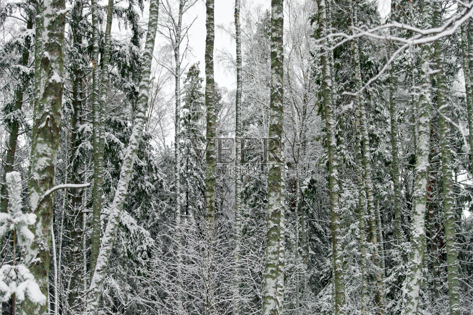 冬天背景的树木和树枝上覆盖着雪。雪天，寒冬户外，景观概念。有选择性的重点。照片摄影图片