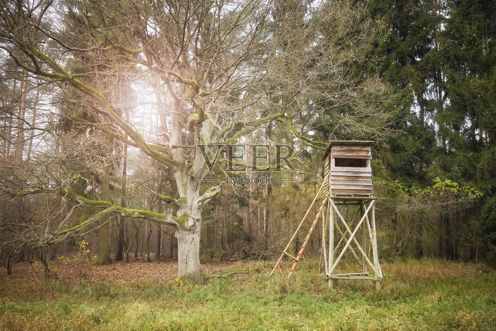 森林里的木鹿和野猪狩猎塔。照片摄影图片
