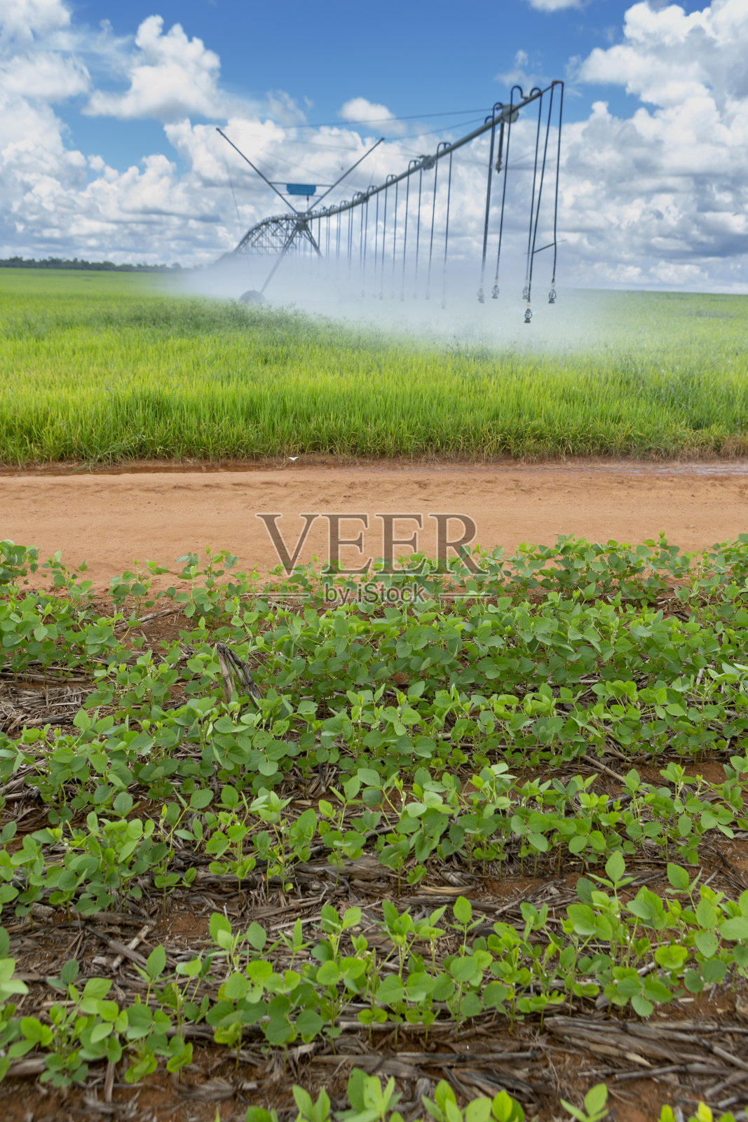 在阳光明媚的夏日，中央轴流灌溉机种植大豆。农业概念、环境、大豆田、生态、技术、农学、经济。照片摄影图片