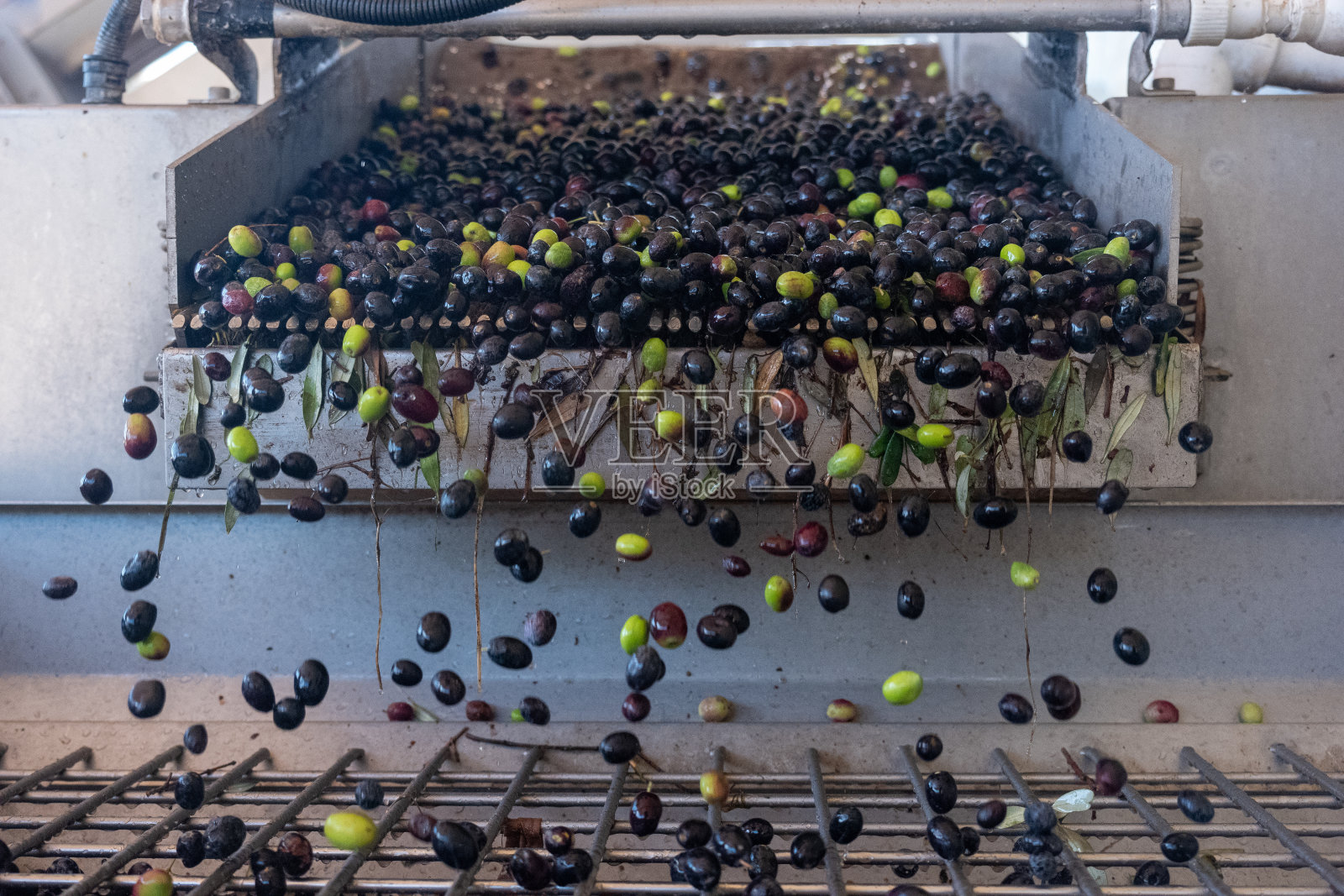 橄榄油生产过程。照片摄影图片