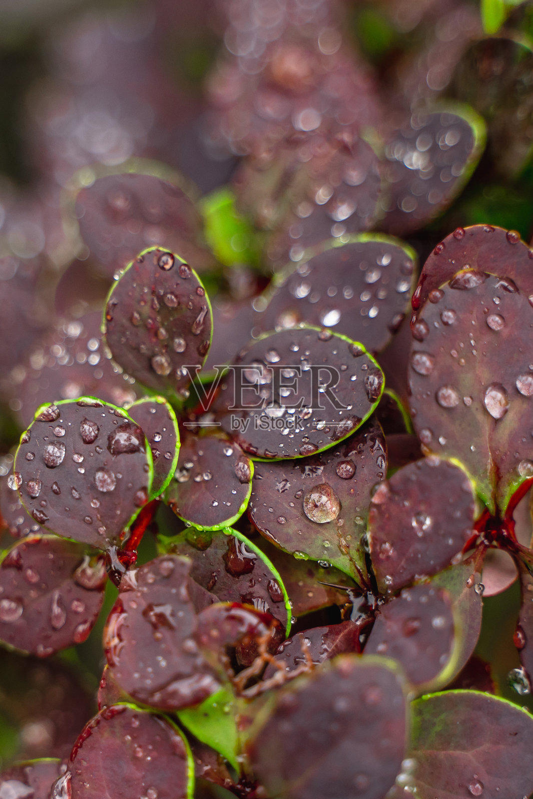 紫色的叶子，雨后大滴。美丽的自然环境照片摄影图片