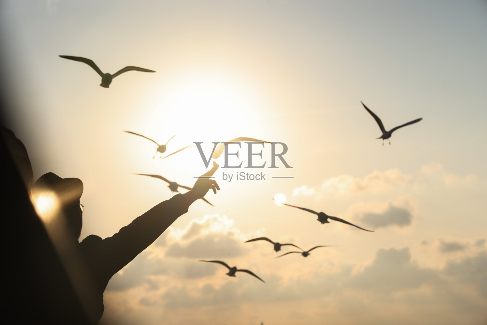 在伊斯坦布尔，一名男子正在喂一群海鸥照片摄影图片