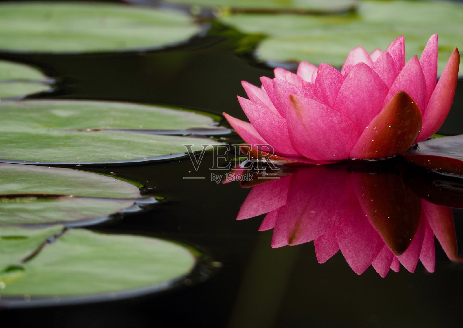 粉色百合反射照片摄影图片
