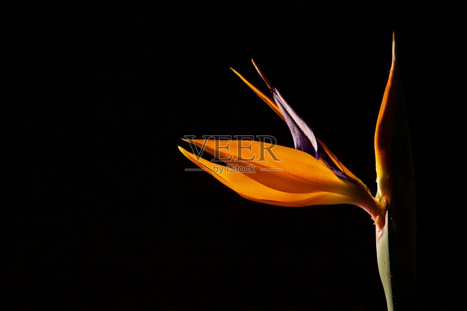 鹤望兰照片摄影图片