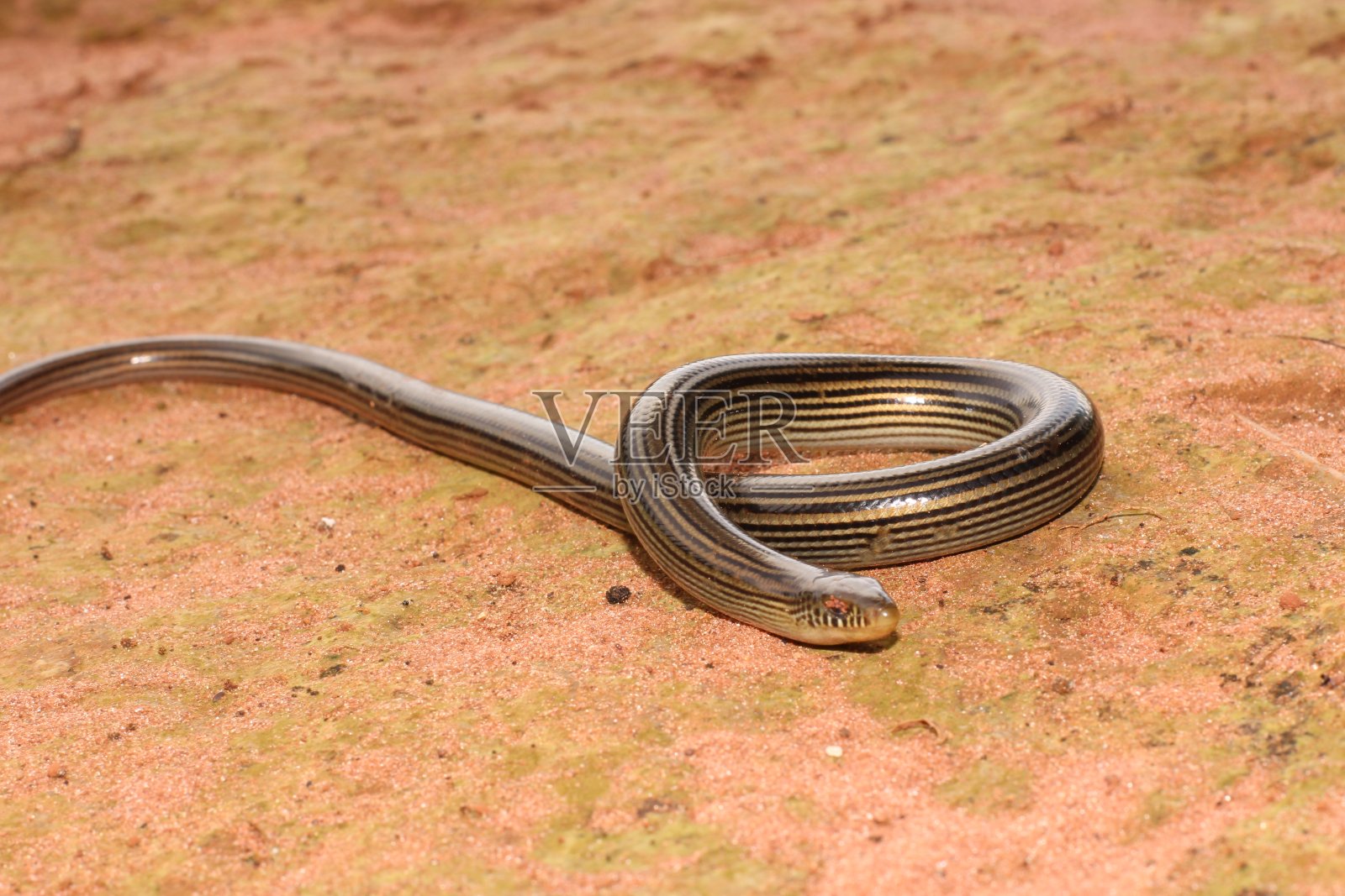 玻璃蛇蜥蜴照片摄影图片