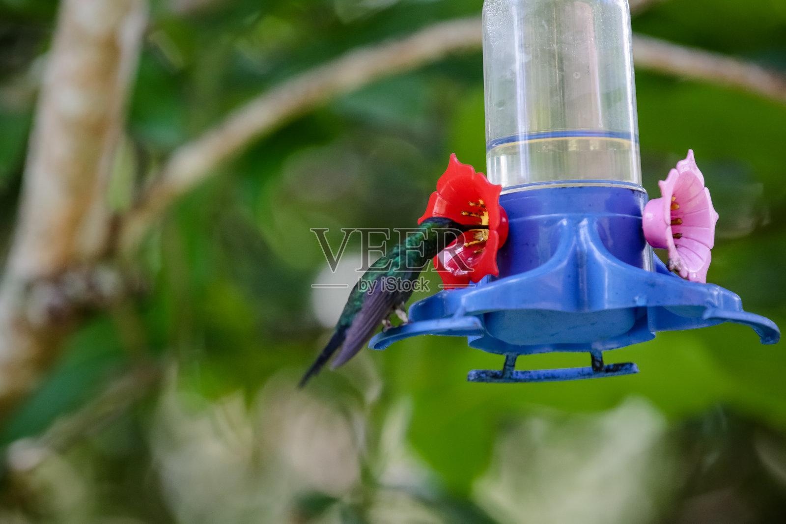蜂鸟在取水时对鸟有特殊的支持。照片摄影图片