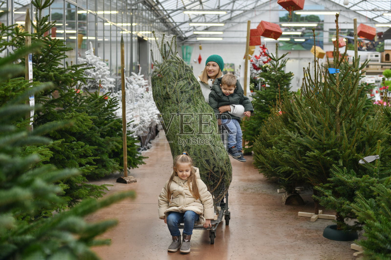 妈妈和孩子们在市场上挑选圣诞树。照片摄影图片