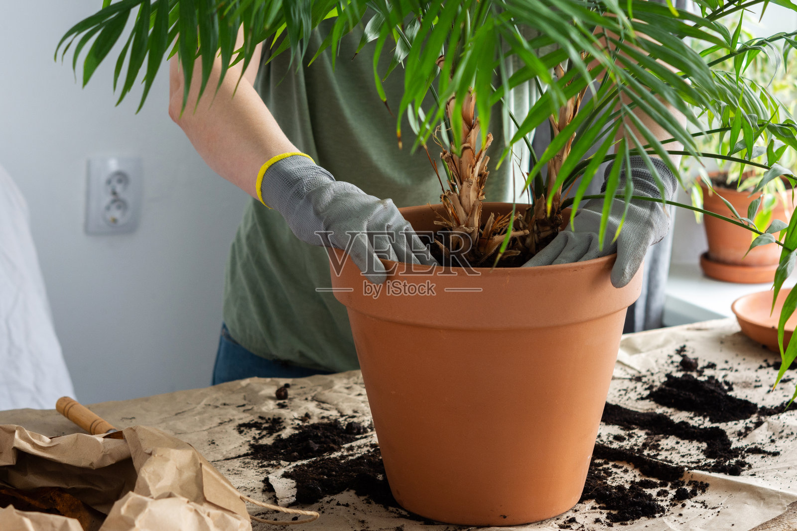 移栽室内花木照片摄影图片