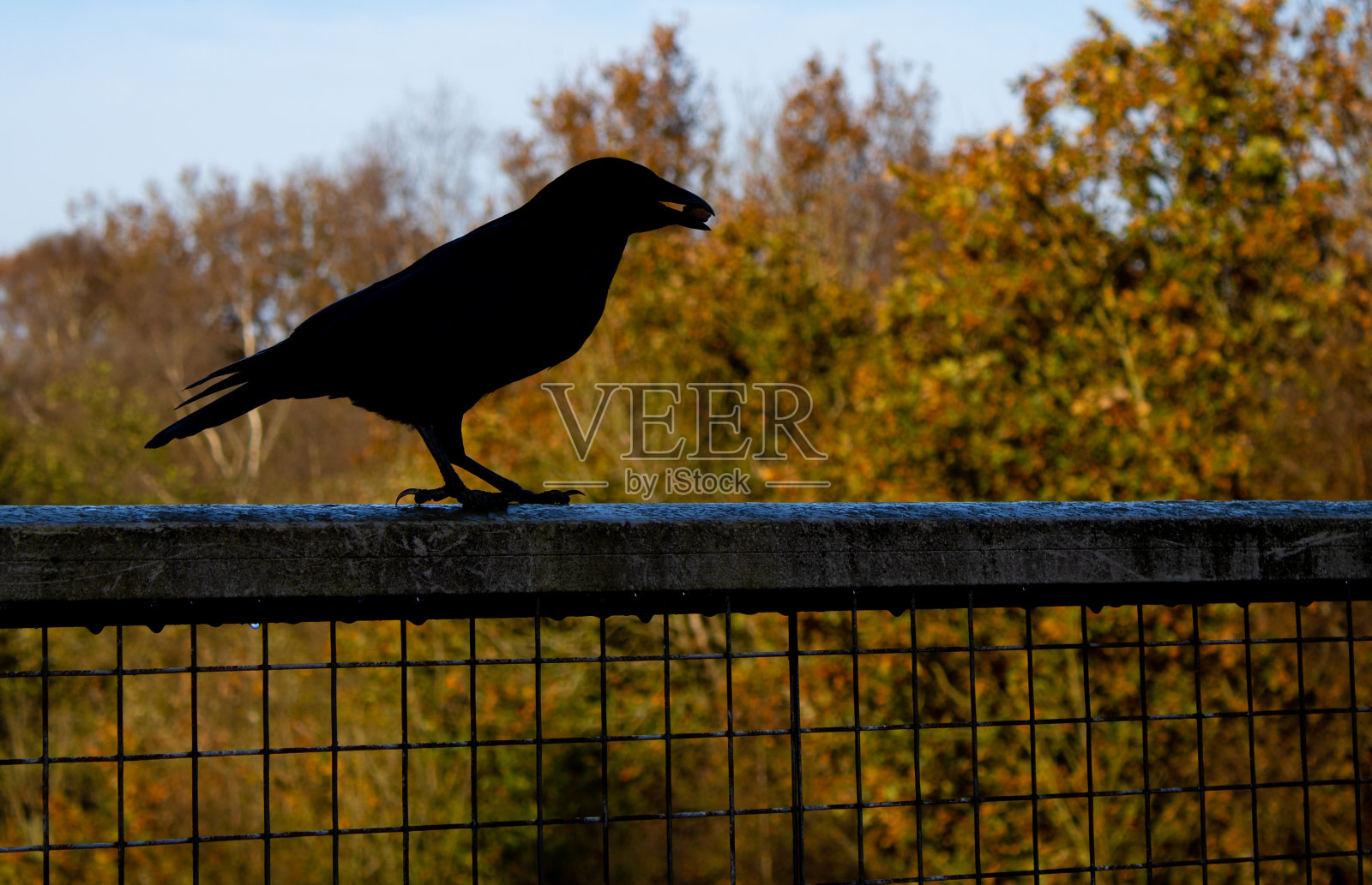 嘴里叼着东西的乌鸦的轮廓照片摄影图片