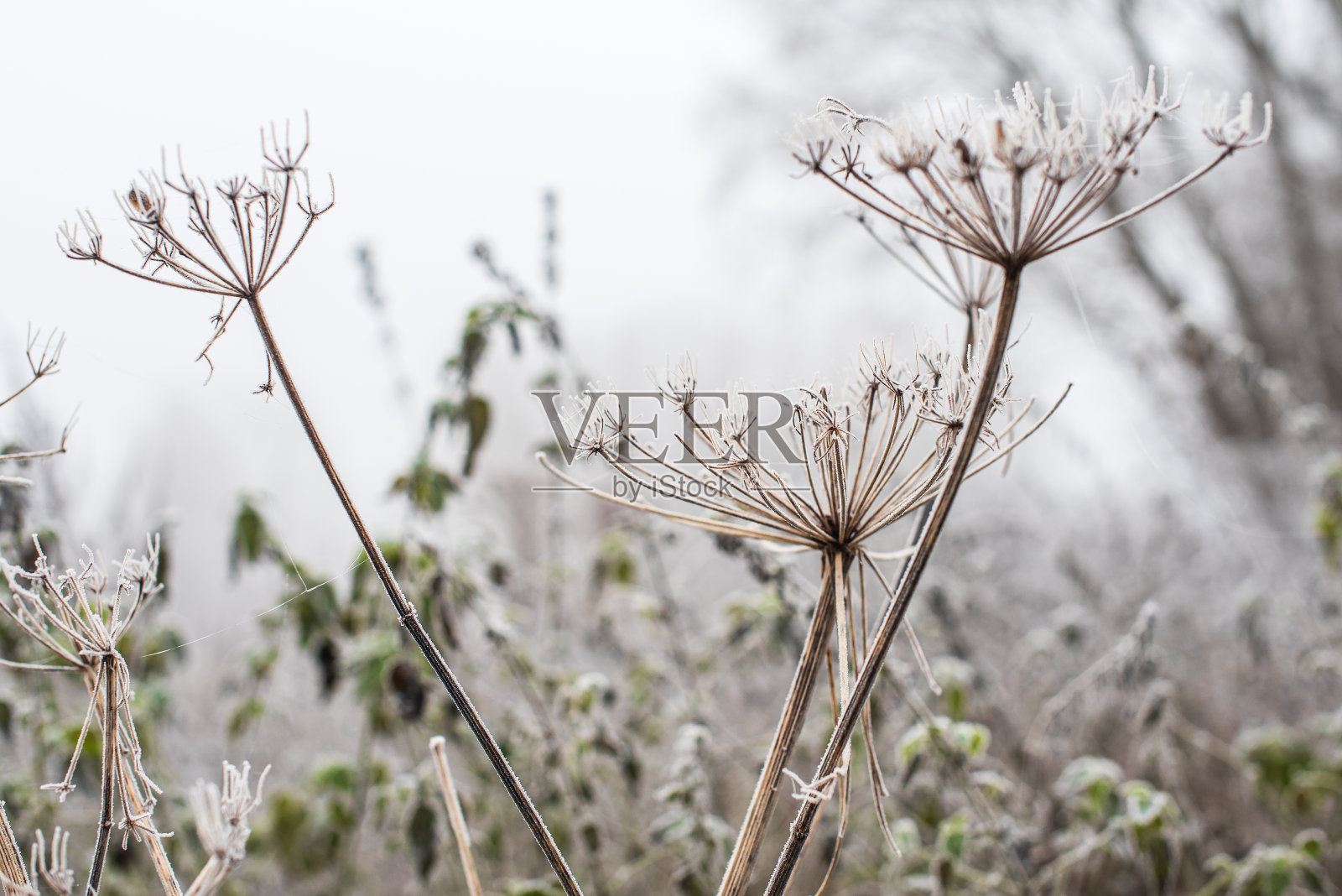 霜冻枯萎的猪草花在一个寒冷的秋天早晨照片摄影图片