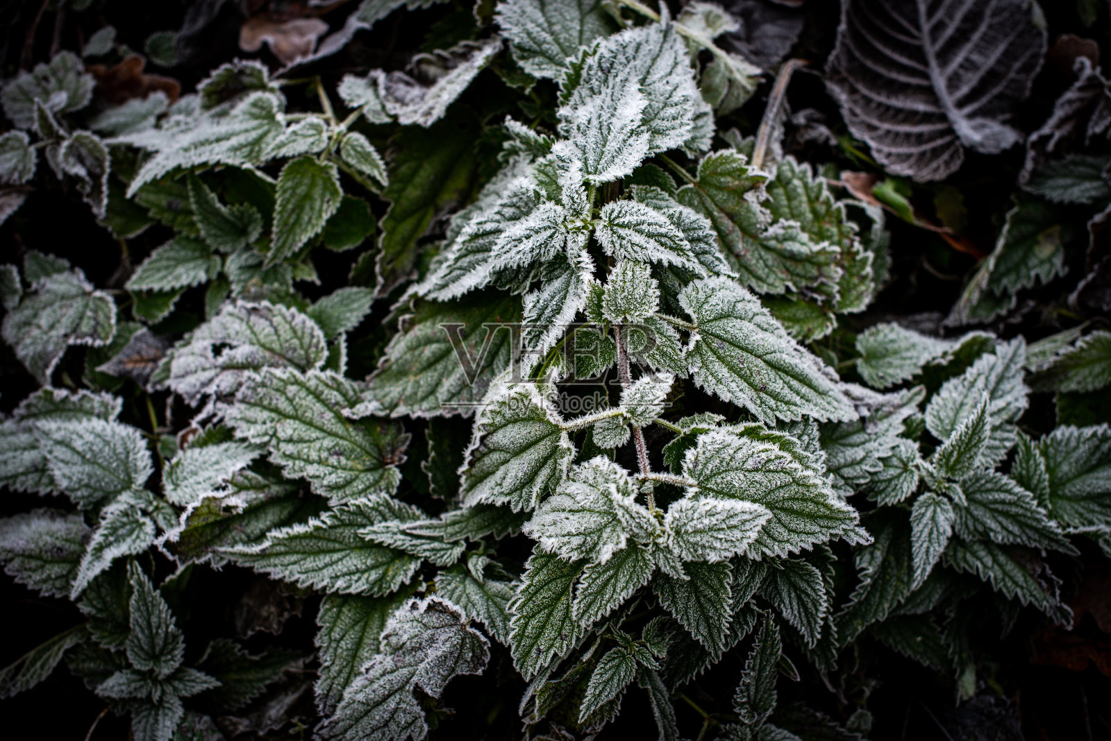 背景与霜冻的绿色荨麻在一个寒冷的秋天早晨照片摄影图片