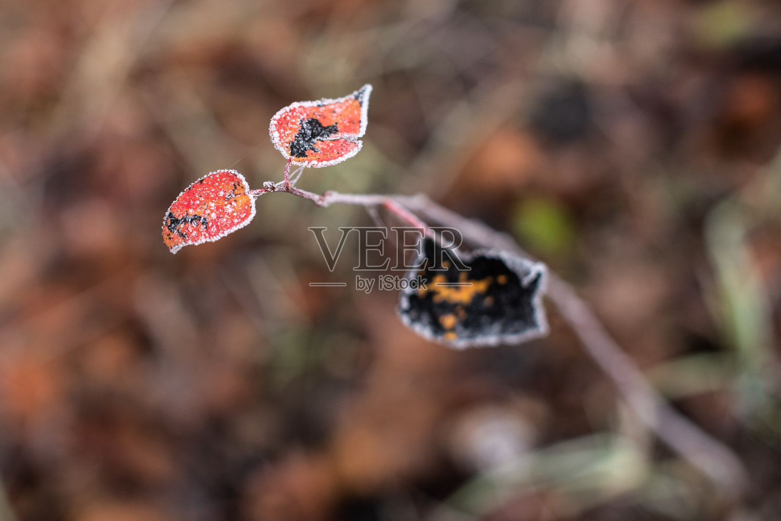 在一个寒冷的秋天早晨，树枝上亮橙色，结霜的叶子照片摄影图片
