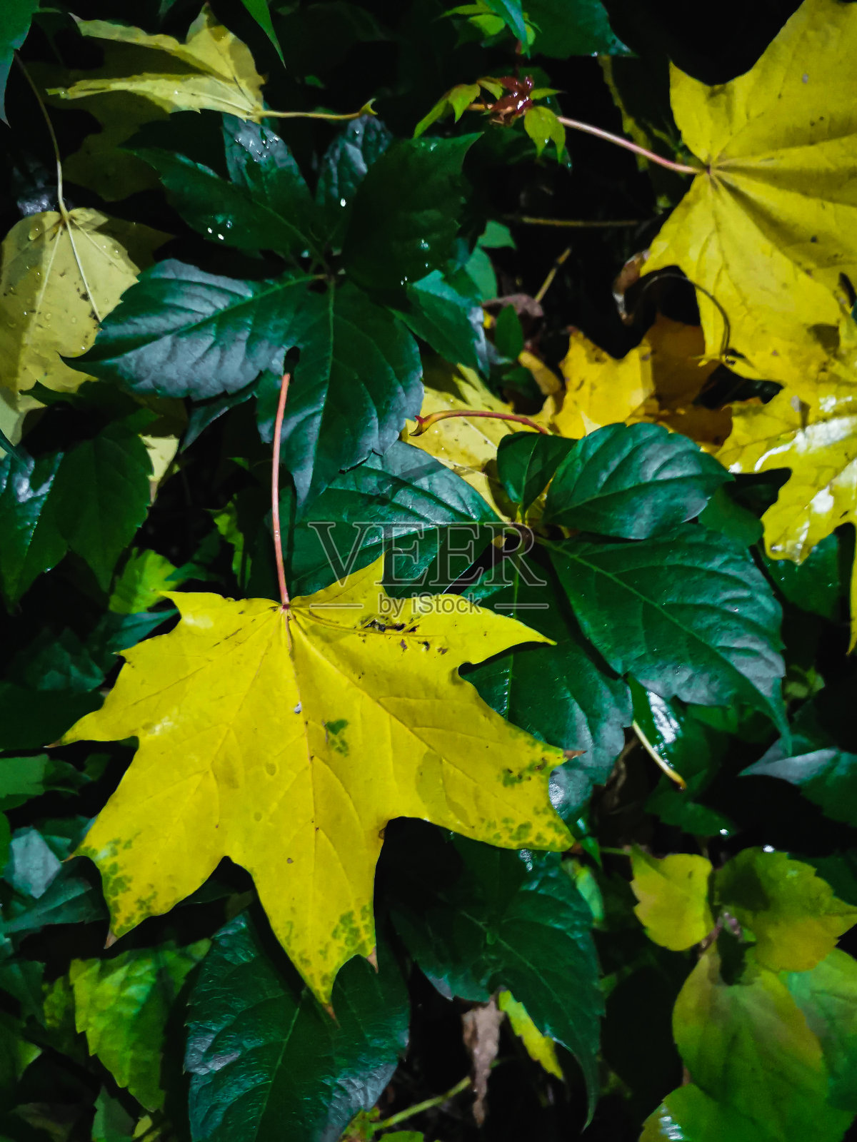 绿色和黄色的湿树叶在秋天，背景图像照片摄影图片