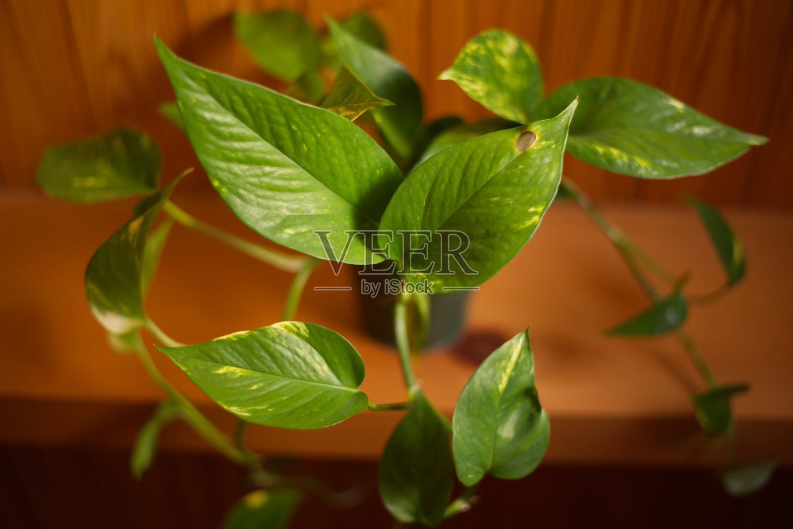 波托斯照片摄影图片