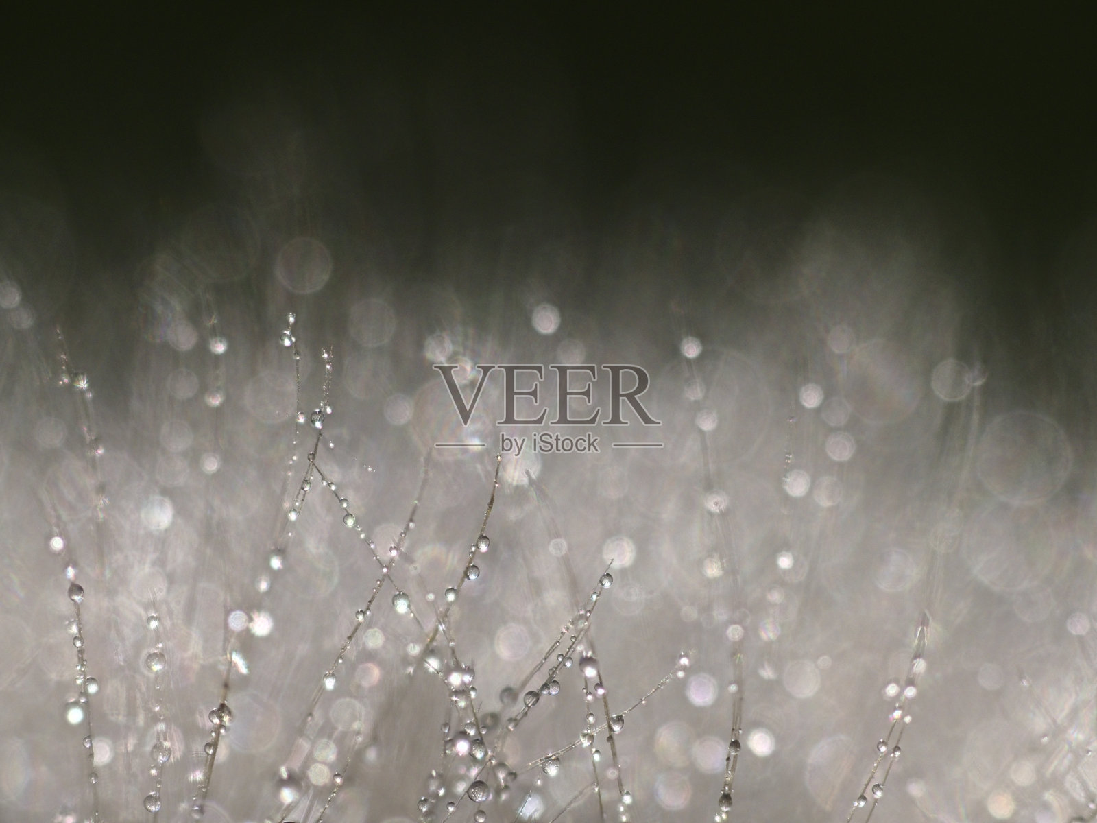 蒲公英照片摄影图片