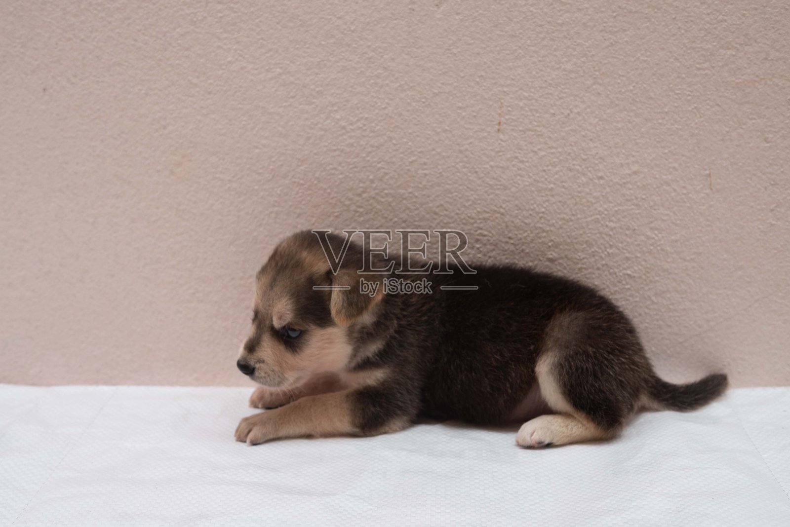 黑棕色的小狗在白色的地板上踱步、嗅探、测量照片摄影图片