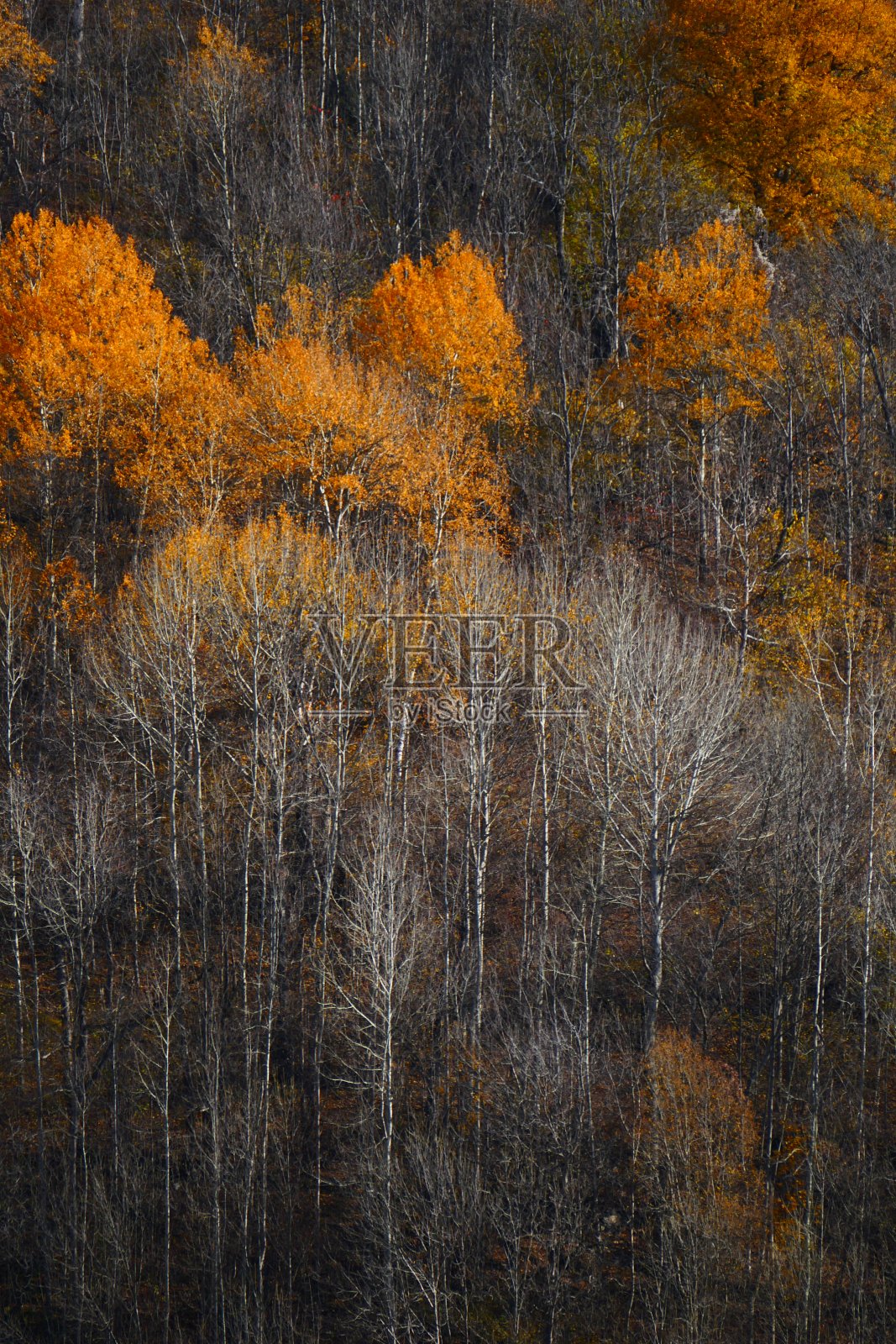 秋天:Saint-Etienne-de-Tinée附近，Alpes Maritimes照片摄影图片