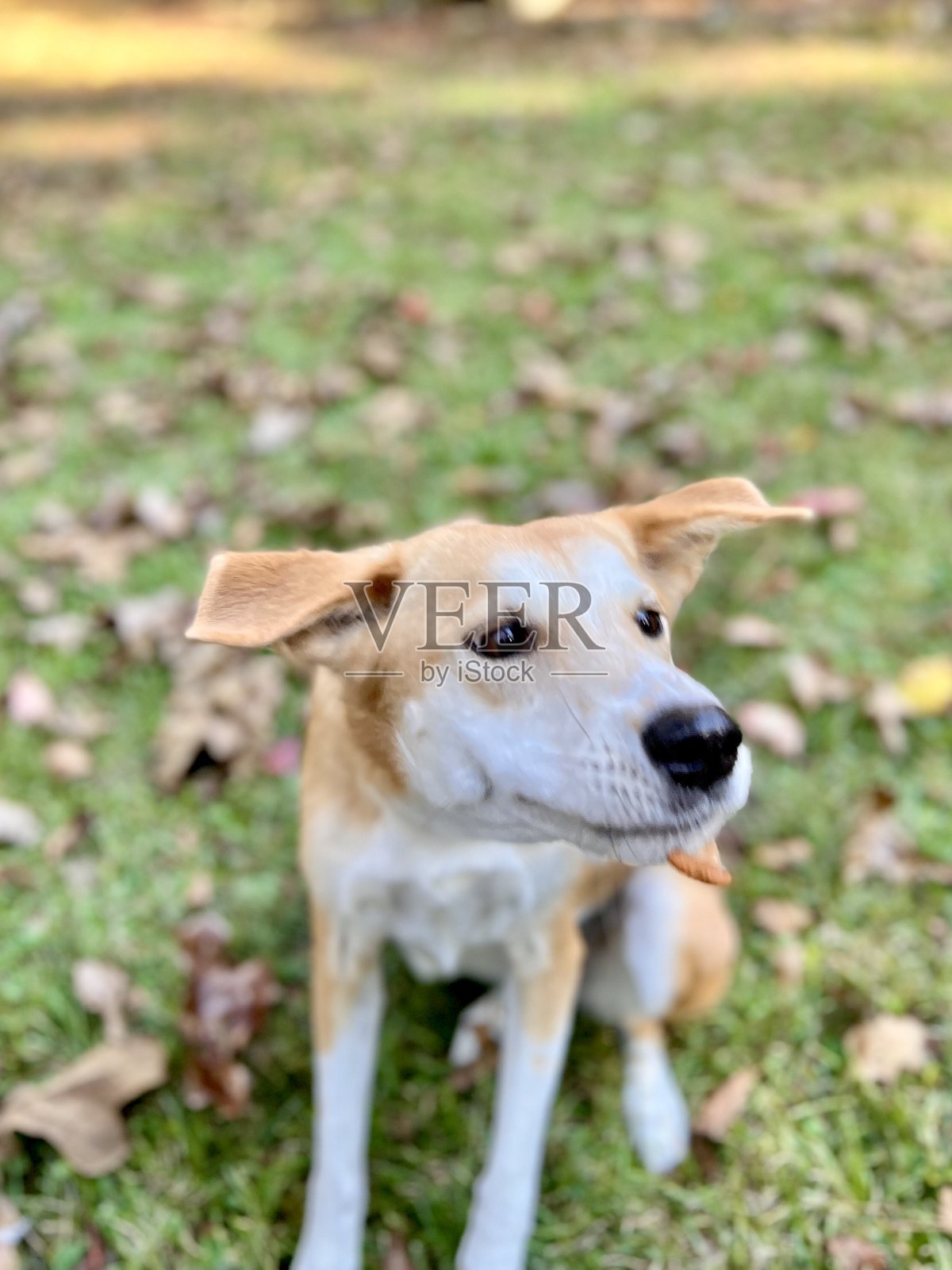 狗扑向投掷的糖果照片摄影图片