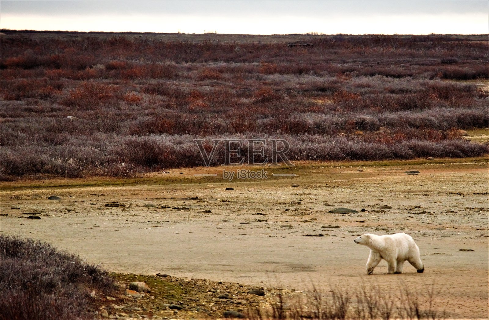 北极熊在苔原上行走照片摄影图片