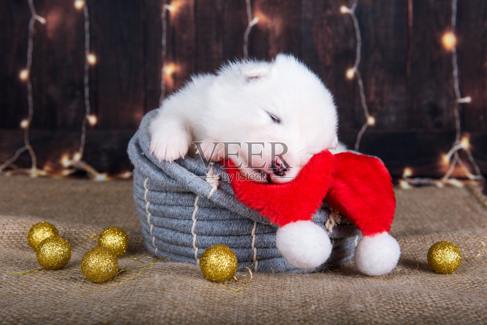 圣诞礼品盒里的白色毛茸茸的小萨摩耶小狗照片摄影图片