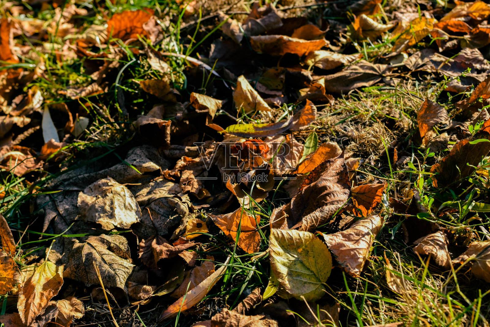 秋天黄叶落在地上照片摄影图片