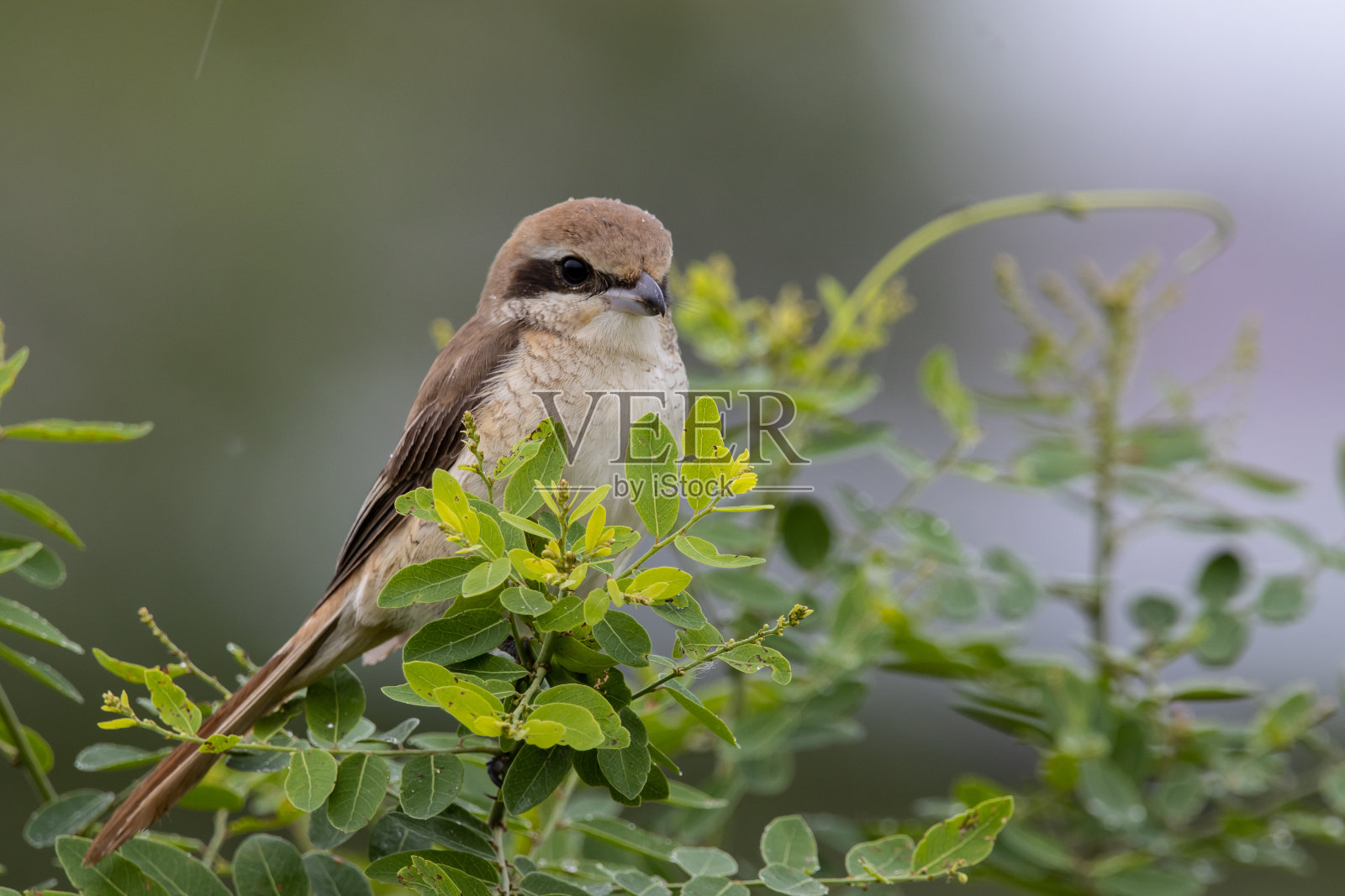 棕色伯劳鸟在树枝上的特写镜头。照片摄影图片