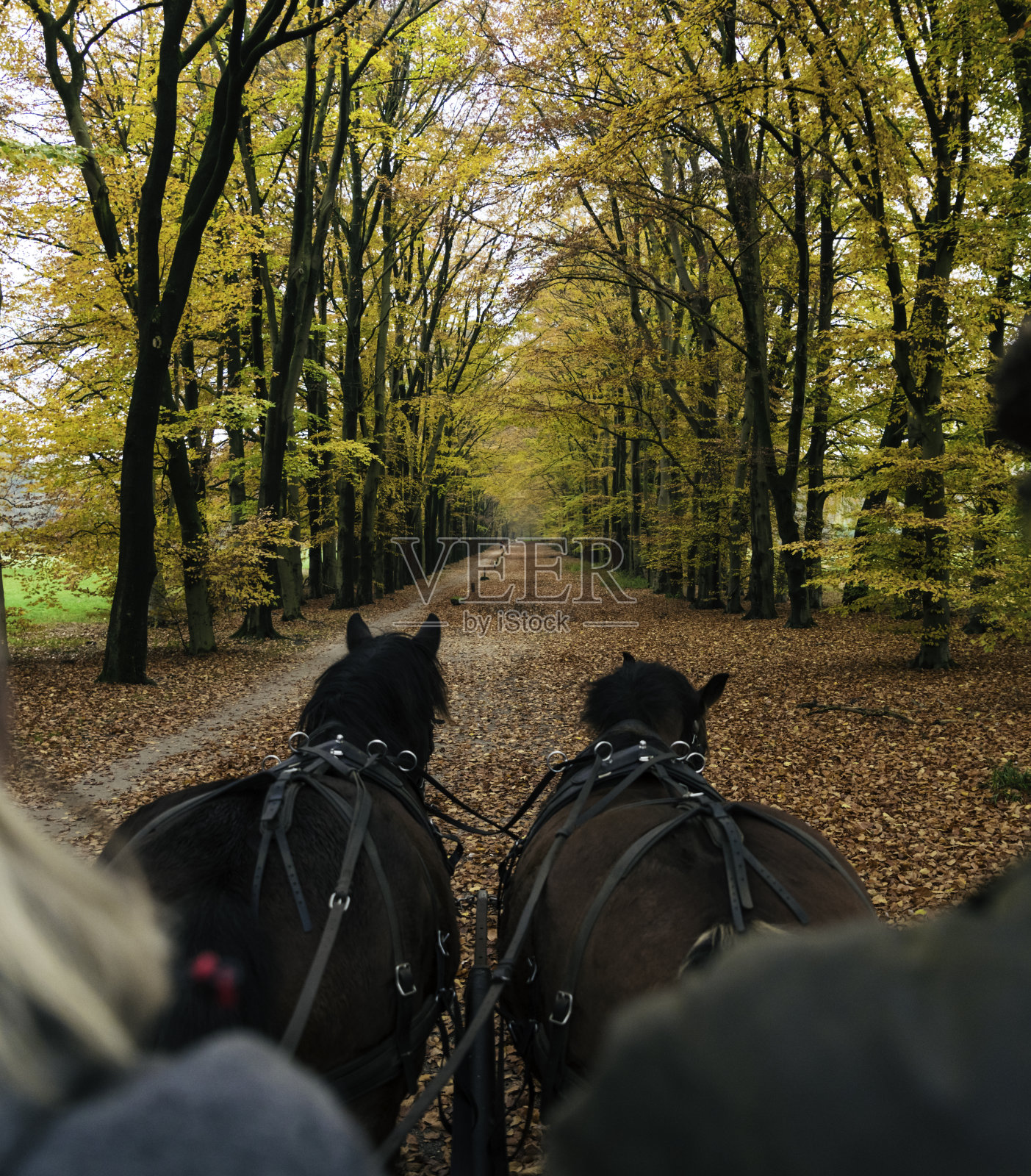 有两匹马的马车照片摄影图片
