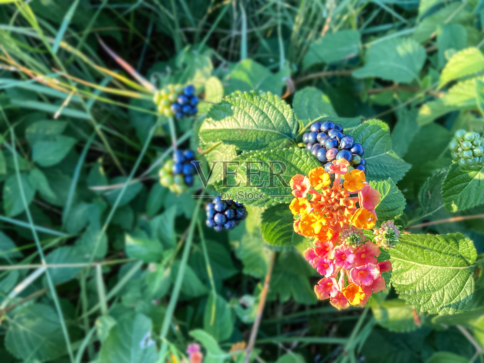 野生黑莓盛开的浆果开始成熟生长在圣安德鲁斯湾在巴拿马城海滩，佛罗里达照片摄影图片