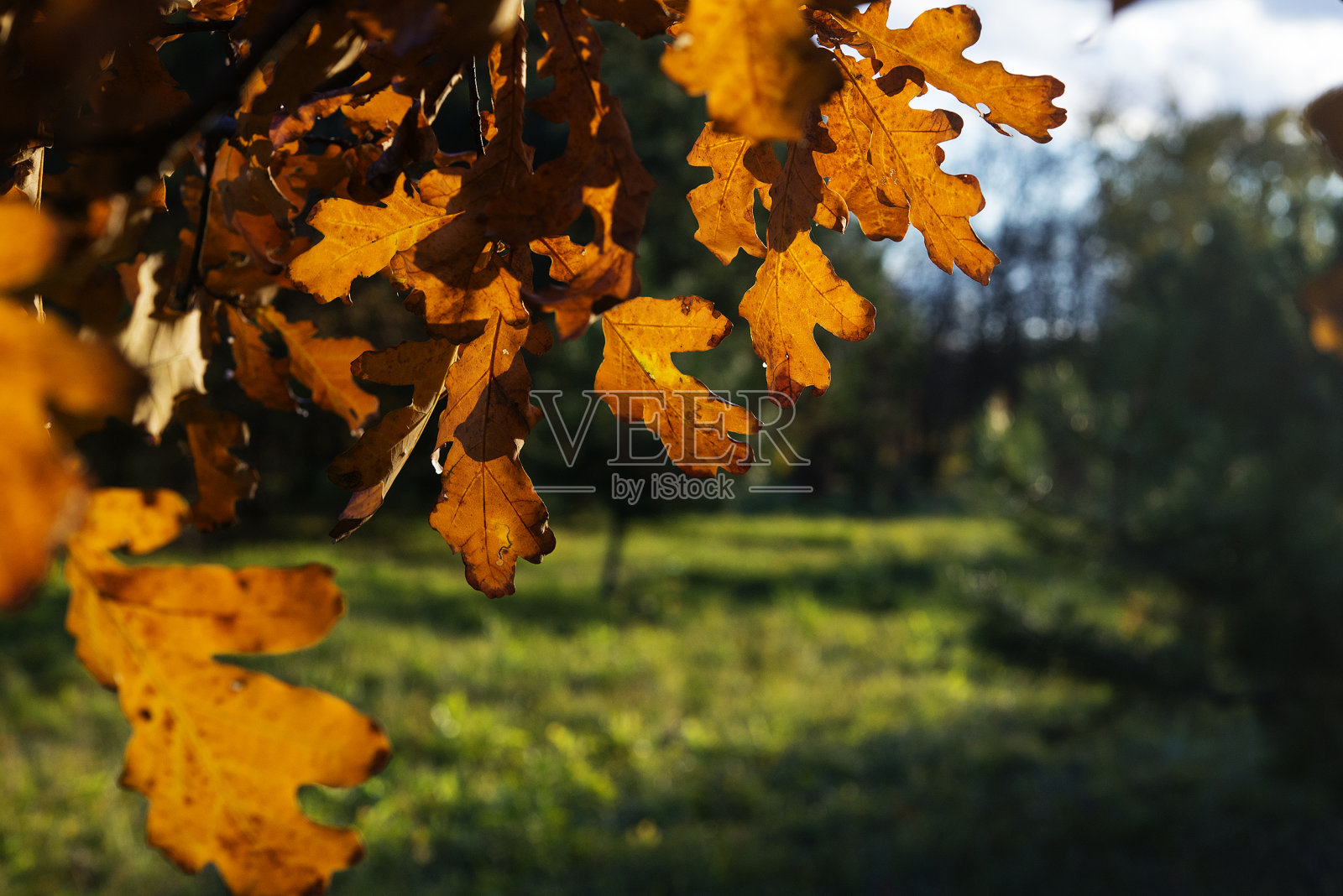 红橡树叶在绿色的林间空地照片摄影图片