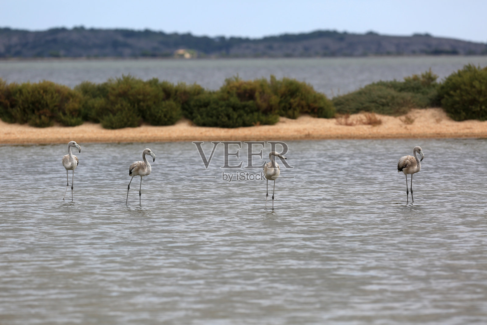 自然界的野生水鸟照片摄影图片