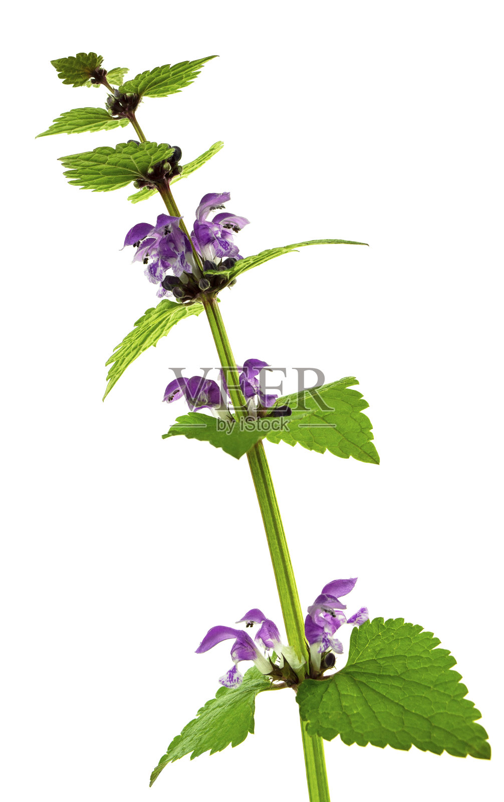 Lamium purpureum。植物区系的装饰。婚礼,假期。春天的野花。照片摄影图片