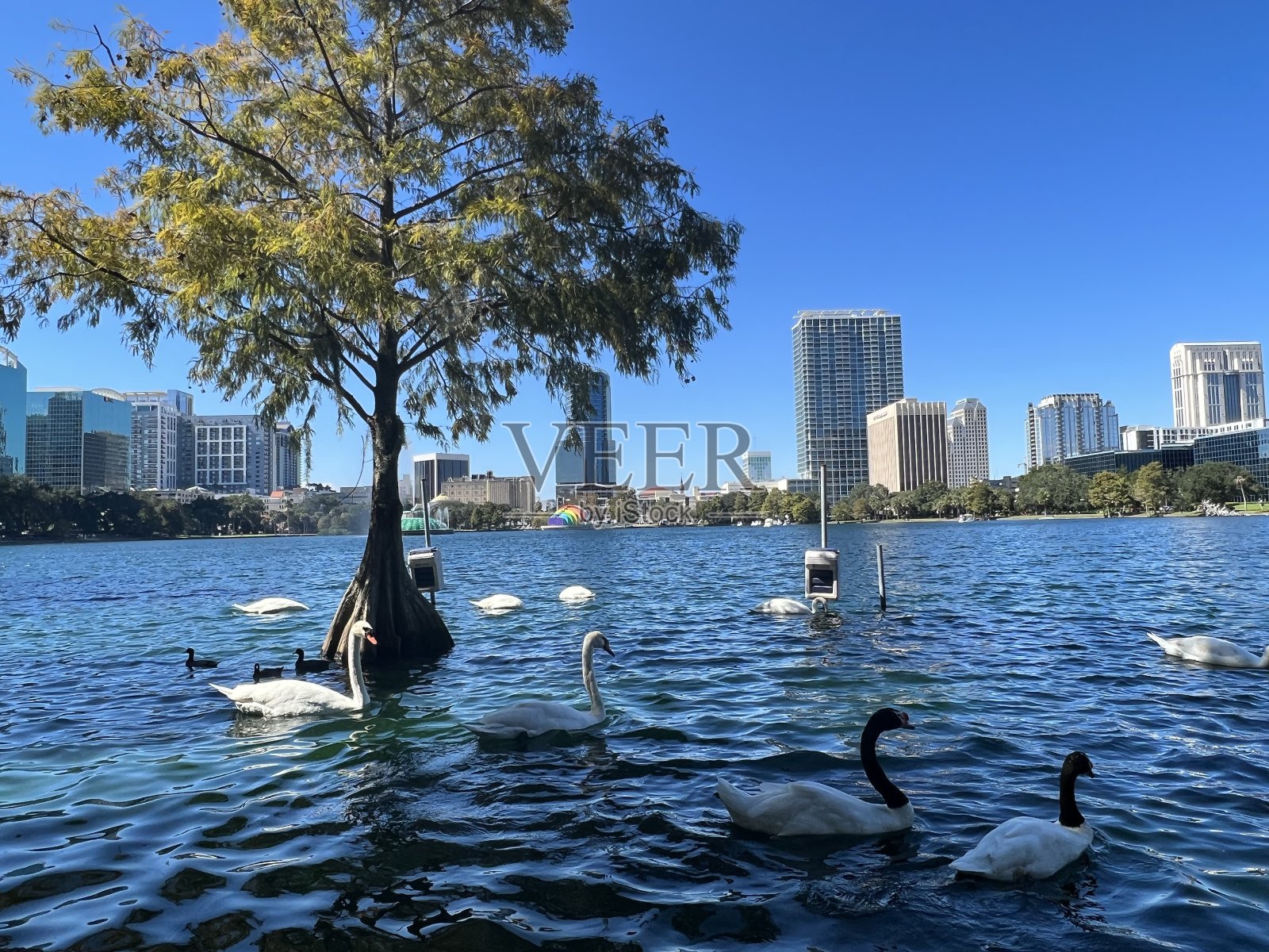 天鹅和鸭子在伊奥拉湖照片摄影图片