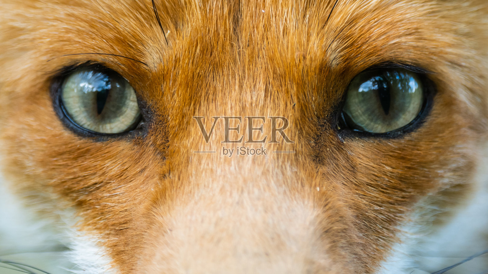 赤狐靠近赤狐照片摄影图片