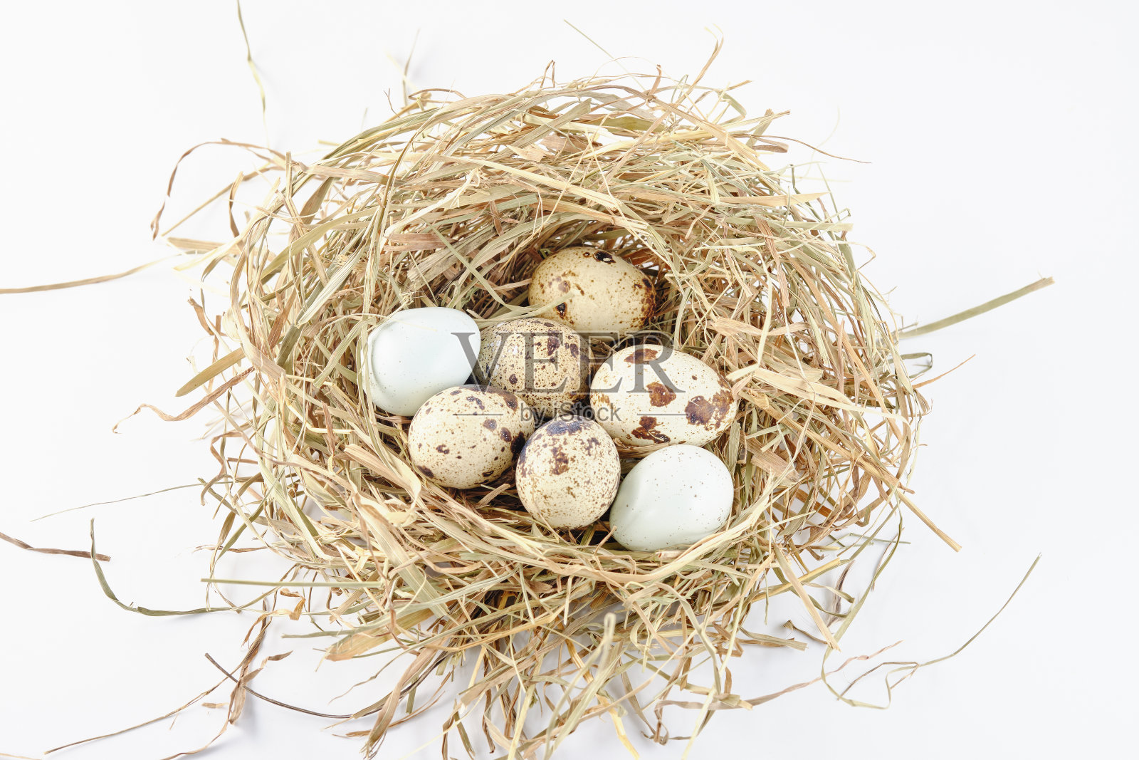 彩色鹌鹑蛋在一个干草窝的特写，孤立在一个白色的背景照片摄影图片