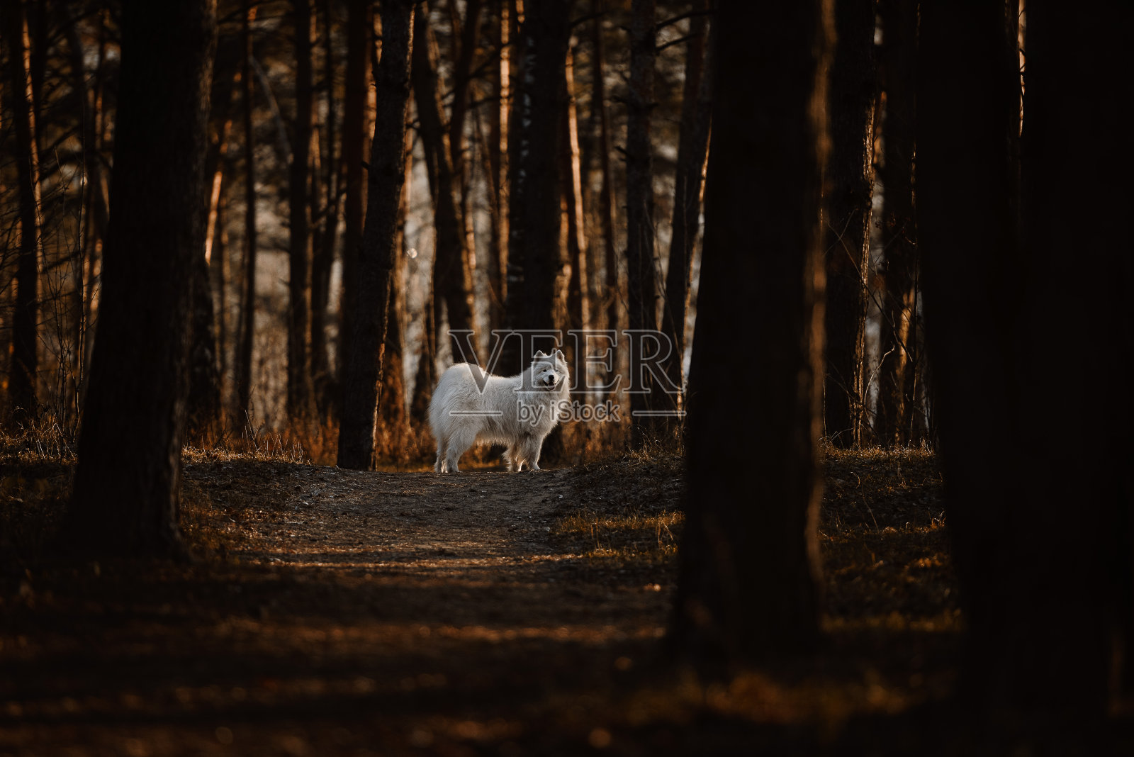 白色的萨摩耶犬站在晚秋森林的深处照片摄影图片