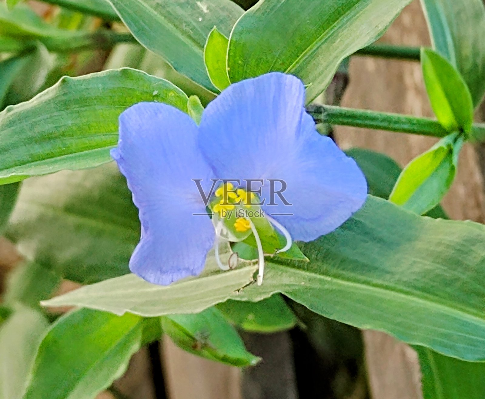 蓝花照片摄影图片
