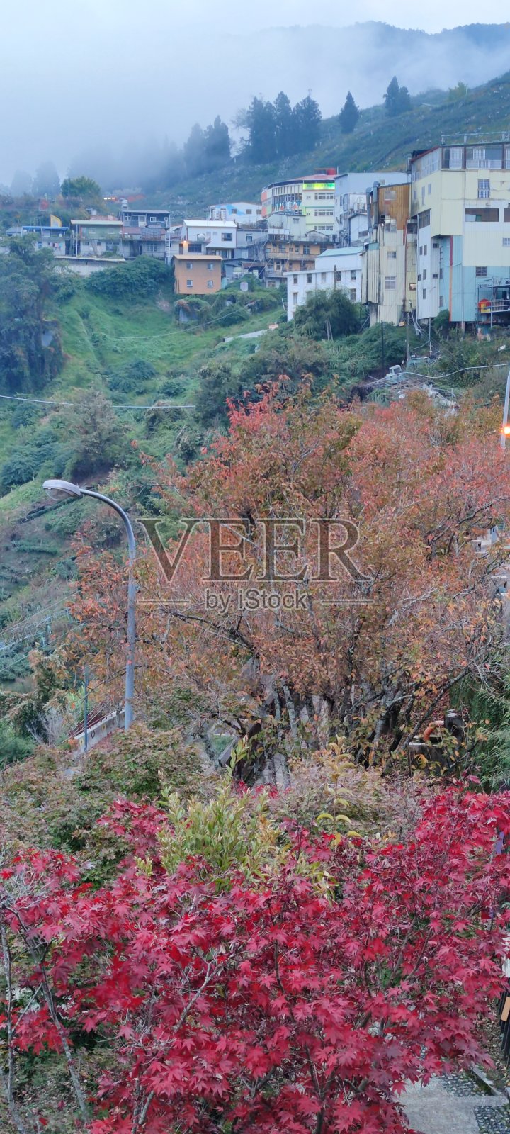 美丽的山与甜和有机梅子生长和彩色枫在台湾照片摄影图片